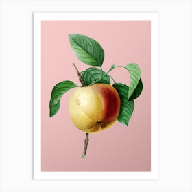 Vintage Snow Calville Apple Botanical on Soft Pink n.0934 Art Print