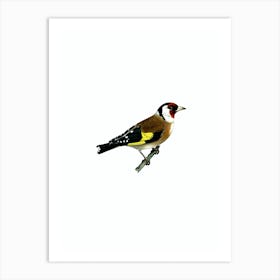 Vintage European Goldfinch Bird Illustration on Pure White Art Print