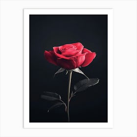 Single Red Rose On Black Background 31 Art Print