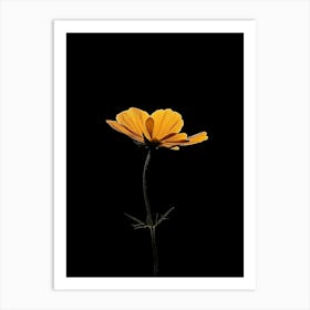 Single Yellow Cosmos Flower 1 Art Print