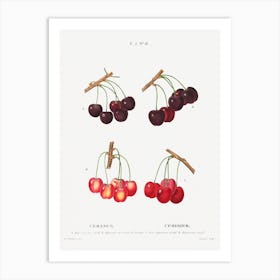 Different Cherrys, Pierre Joseph Redoute Art Print