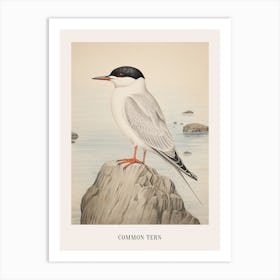 Vintage Bird Drawing Common Tern 1 Poster Art Print