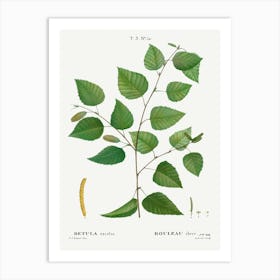 Paper Birch, Pierre Joseph Redoute Art Print