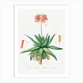 Aloe Umbellata Image From Histoire Des Plantes Grasses (1799), Pierre Joseph Redoute Art Print