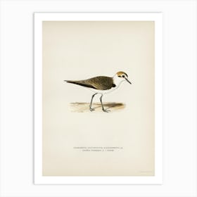 Kentish Plover, The Von Wright Brothers Art Print