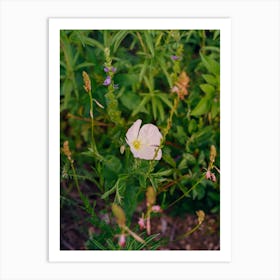 Texas Wildflower II on Film Art Print