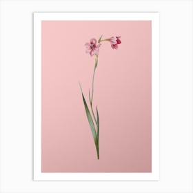 Vintage Sword Lily Botanical on Soft Pink n.0334 Art Print