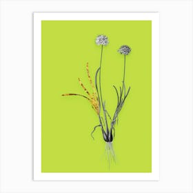 Vintage Allium Carolinianum Black and White Gold Leaf Floral Art on Chartreuse n.0033 Art Print