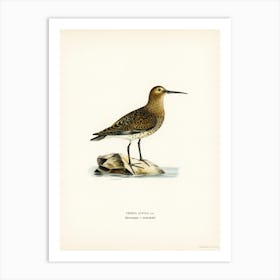 Dunlin, The Von Wright Brothers Art Print