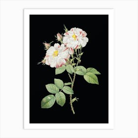 Vintage White Damask Rose Botanical Illustration on Solid Black n.0810 Art Print