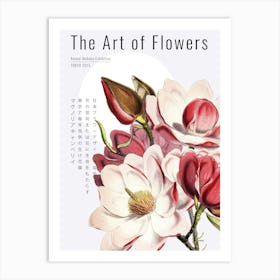 Japanese Magnolia Art Print