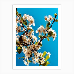 Under Cherry Blossom Art Print