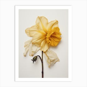 Pressed Flower Botanical Art Daffodil 1 Art Print