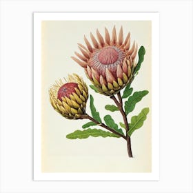 Proteas Vintage Botanical Flower Art Print