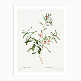 Andromeda Polifolia, Pierre Joseph Redoute Art Print