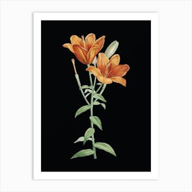 Vintage Orange Bulbous Lily Botanical Illustration on Solid Black n.0611 Art Print