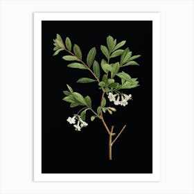 Vintage White Honeysuckle Plant Botanical Illustration on Solid Black Art Print