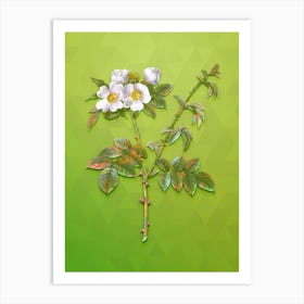 Vintage White Flowered Rose Botanical Art on Love Bird Green n.1012 Art Print
