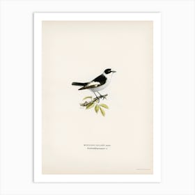 Collared Flycatcher, The Von Wright Brothers Art Print