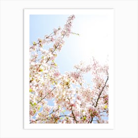 Cherry Blossom Sunshine Art Print