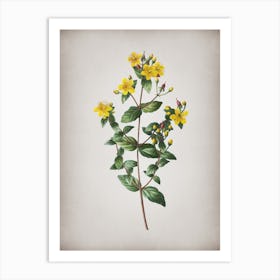 Vintage Stinking Tutsan Botanical on Parchment n.0024 Art Print