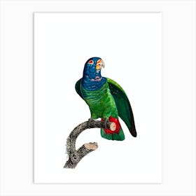 Vintage Blue Headed Pionus Parrot Bird Illustration on Pure White Art Print