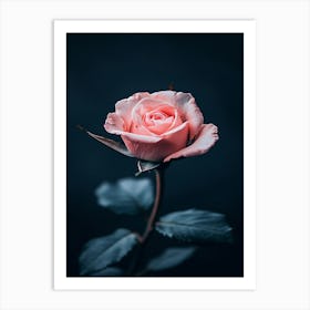 Pink Rose 50 Art Print