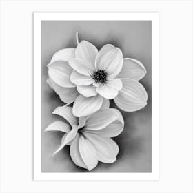 Laurel B&W Pencil 1 Flower Art Print