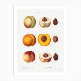 Peach, Pierre Joseph Redoute Art Print