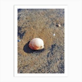 Shell On The Beach Art Print