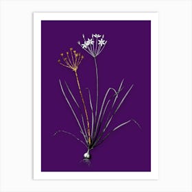 Vintage Allium Straitum Black and White Gold Leaf Floral Art on Deep Violet n.0072 Art Print