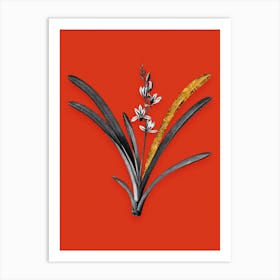 Vintage Boat Orchid Black and White Gold Leaf Floral Art on Tomato Red Art Print