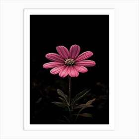 Pink Daisy 1 Art Print