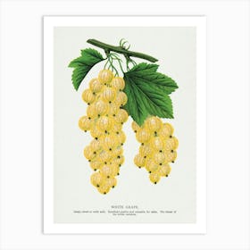 Vintage Botanical Art Print _2697913 Art Print