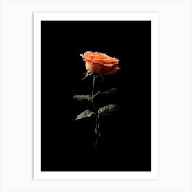 Single Rose On A Black Background 2 Art Print