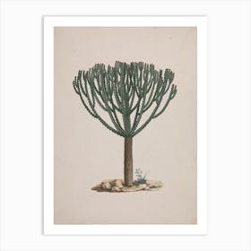 Ethiopian Tree Spurge, Luigi Balugani 1 Art Print