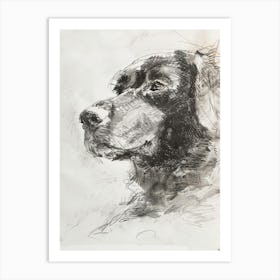 Curly Coated Retriever Dog Charcoal Line 1 Art Print