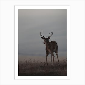 Whitetail Deer At Dusk Art Print