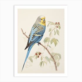 Vintage Bird Drawing Budgerigar 1 Art Print