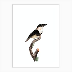 Vintage Black Billed Tamatia Bird Illustration on Pure White Art Print