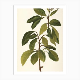 Laurel Vintage Botanical Flower Art Print