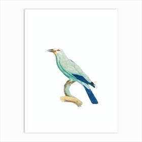 Vintage Green Roller Bird Illustration on Pure White Art Print