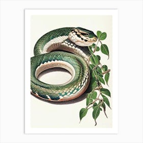 Wagler S Pit Viper Snake Vintage Art Print