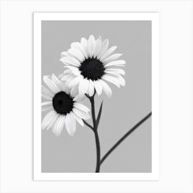 Stock B&W Pencil 1 Flower Art Print