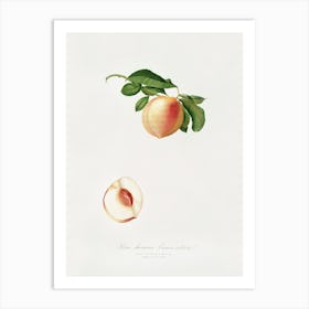 Peach (Persica Julodermis) From Pomona Italiana (1817 - 1839), Giorgio Gallesio 1 Art Print