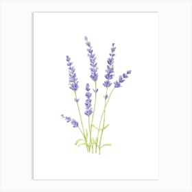 Watercolor Lavender Flowers Art Print