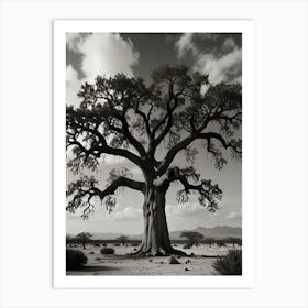 Baobab Tree 1 Art Print