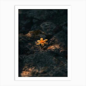 Yellow Flower On Rock Art Print