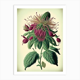 Bee Balm Wildflower Vintage Botanical 2 Art Print