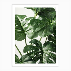 Monstera Plant 5 Art Print